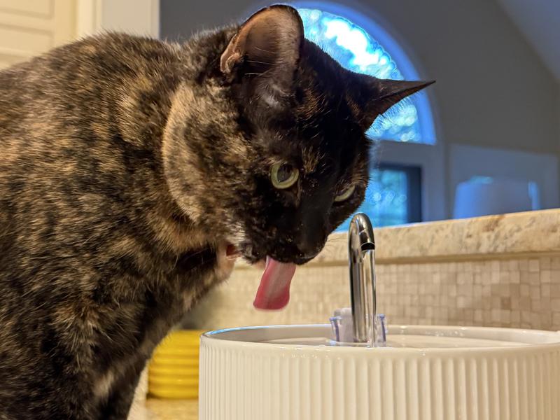 chat qui boit de l'eau fontaine en ceramique Image